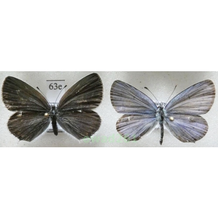 Cupido argiades (Pallas, 1771) pair Poland63e